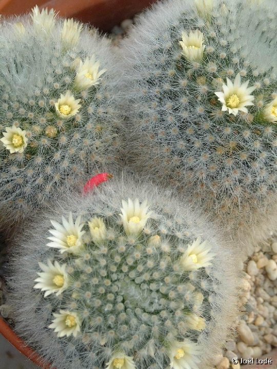 Mammillaria albicoma ©JL Dscf7471